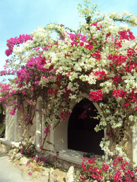 Es blüht...überall! Pickalbatros Citadel Resort