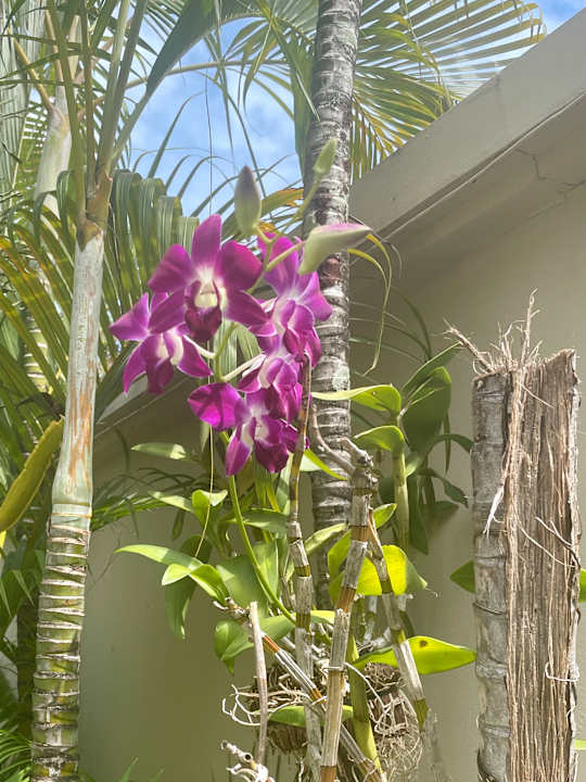 Gartenanlage Dewa Phuket Resort and Villas