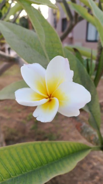 Traumhafte Blütenpracht Pharaoh Azur Resort