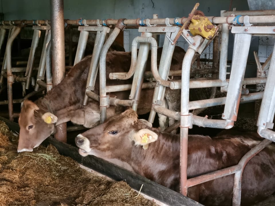 Sonstiges Ferienhof - Bauernhof Hefele