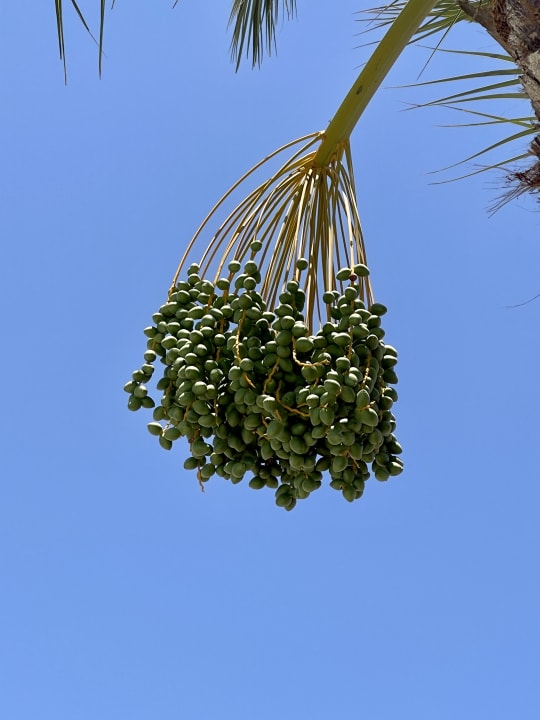 Gartenanlage Shams Prestige Abu Soma-Adults Only