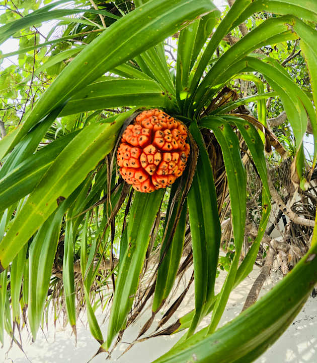 Gartenanlage Vilamendhoo Island Resort & Spa