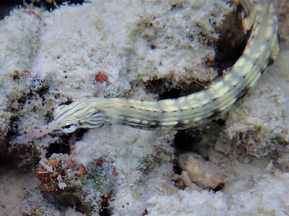 Sport & Freizeit NH Collection Maldives Reethi Resort