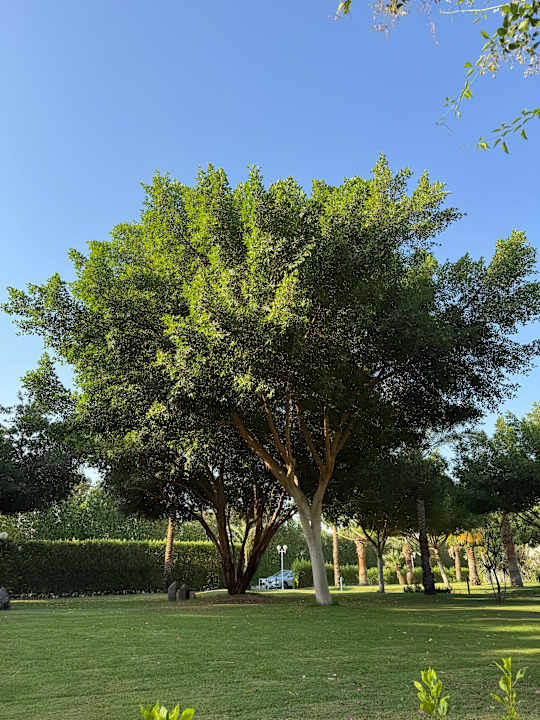 Außenansicht Desert Rose