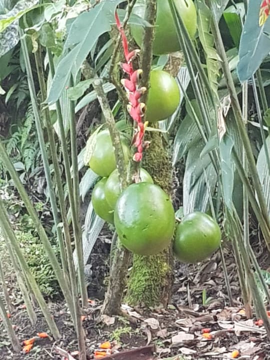 Gartenanlage Hotel Los Lagos
