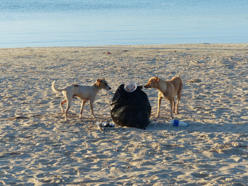 "Resteverwerterer" BelleVue Dominican Bay
