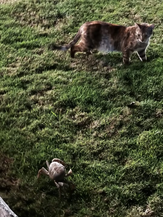 Gartenanlage Hotel Riu Negril