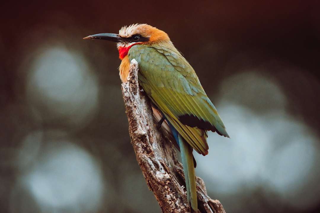 Sport & Freizeit Rukiya Safari Camp