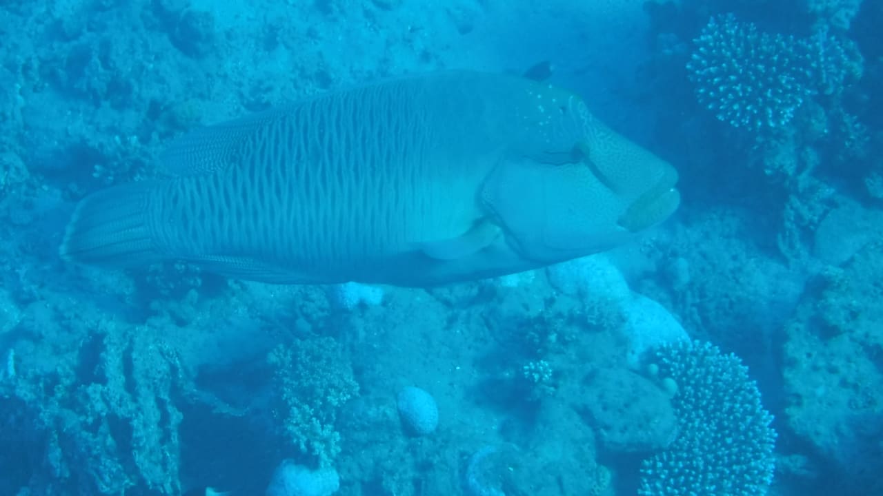 Sport & Freizeit Malikia Resort Abu Dabbab