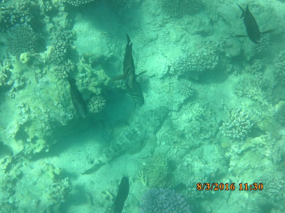 Krokodilfisch Jaz Makadi Oasis Resort