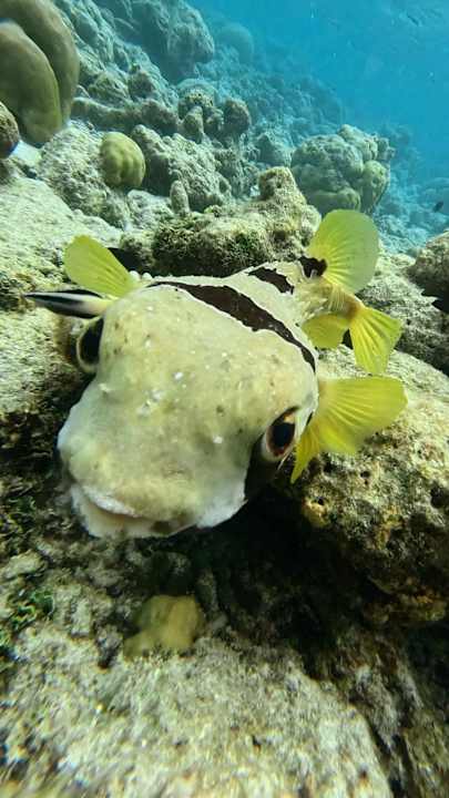 Sport & Freizeit Vilamendhoo Island Resort & Spa