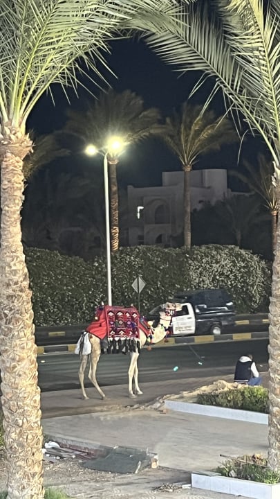 Außenansicht Pickalbatros Dana Beach Resort - Hurghada