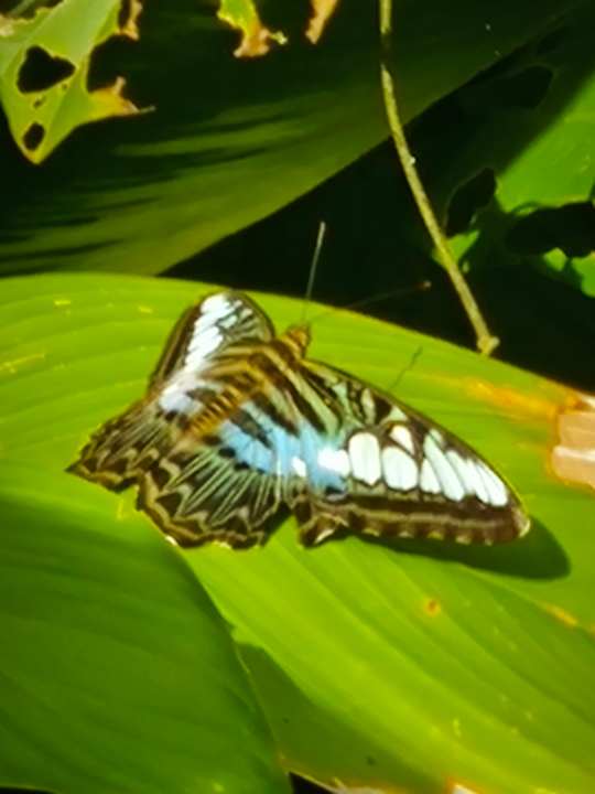 Gartenanlage Moracea by Khao Lak Resort