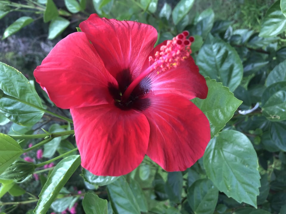 Gartenanlage Dream Family Club