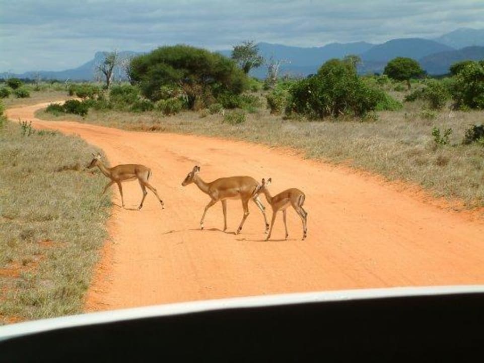 Auf Safari Neptune Paradise Beach Resort & Spa