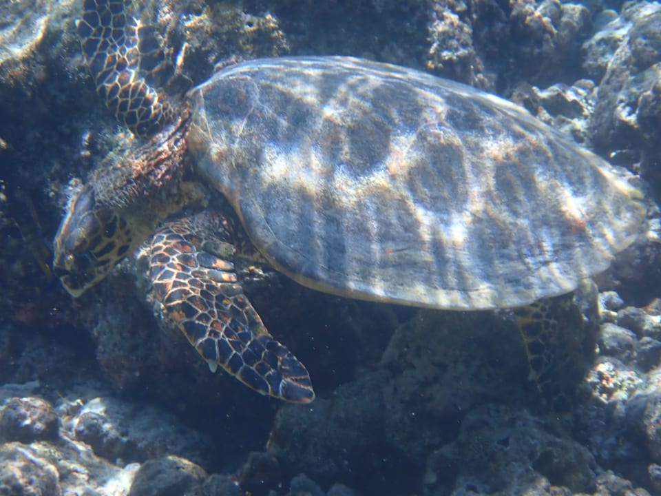 Sport & Freizeit NH Collection Maldives Reethi Resort