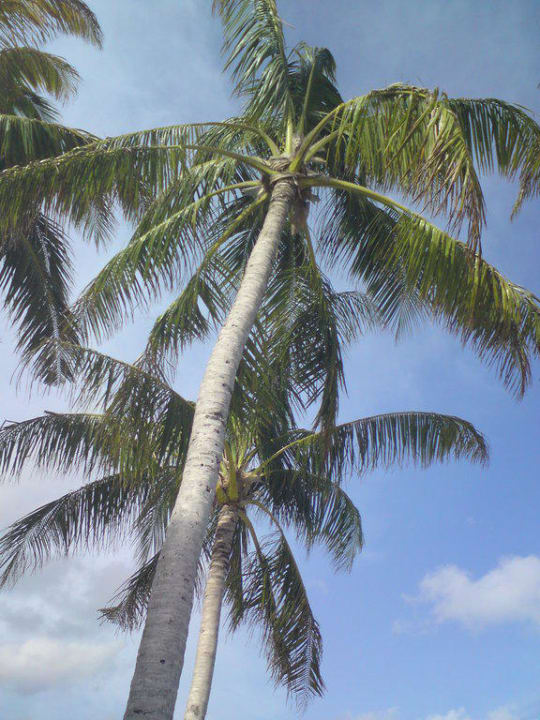 Palmen Veligandu Maldives Resort Island