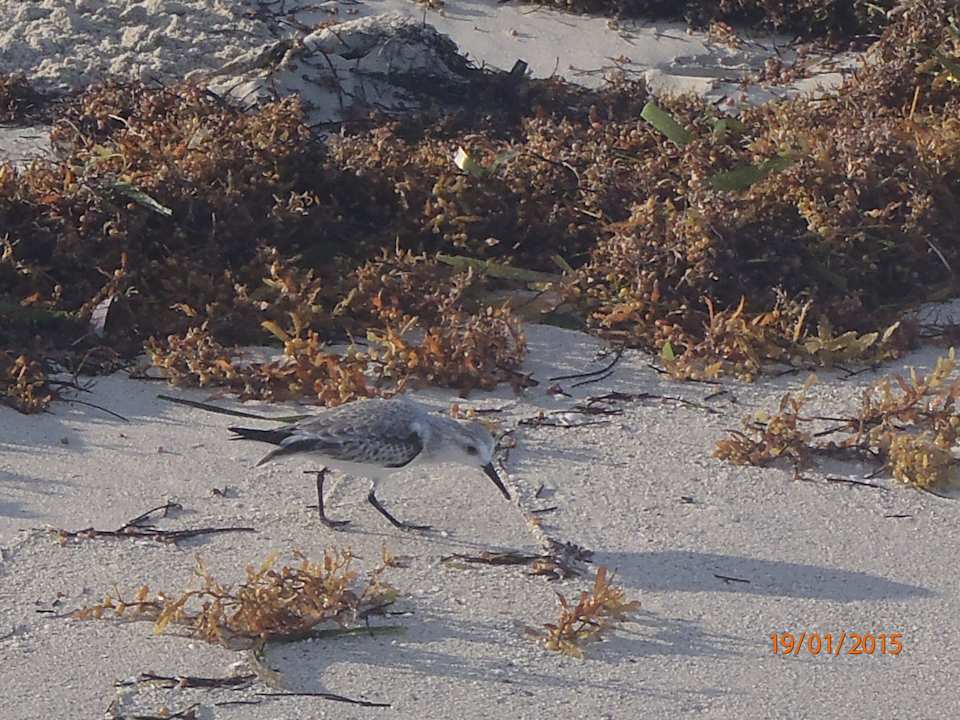 Besucher am Strand Hotel Villa Cuba