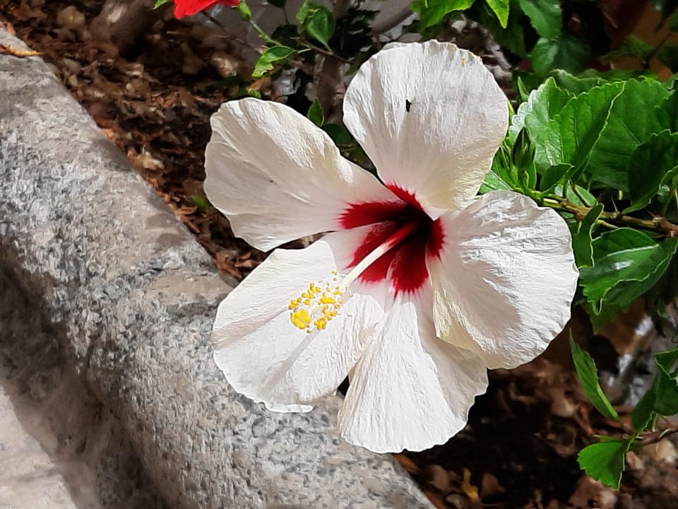 Gartenanlage HL Miraflor Suites Hotel