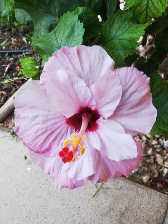 Gartenanlage Club Hotel Drago Park