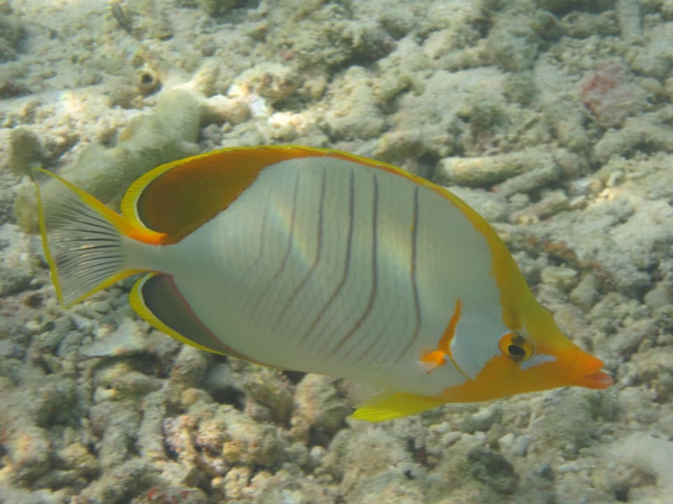 Falterfisch? Adaaran Select Hudhuran Fushi - Premium All Inclusive