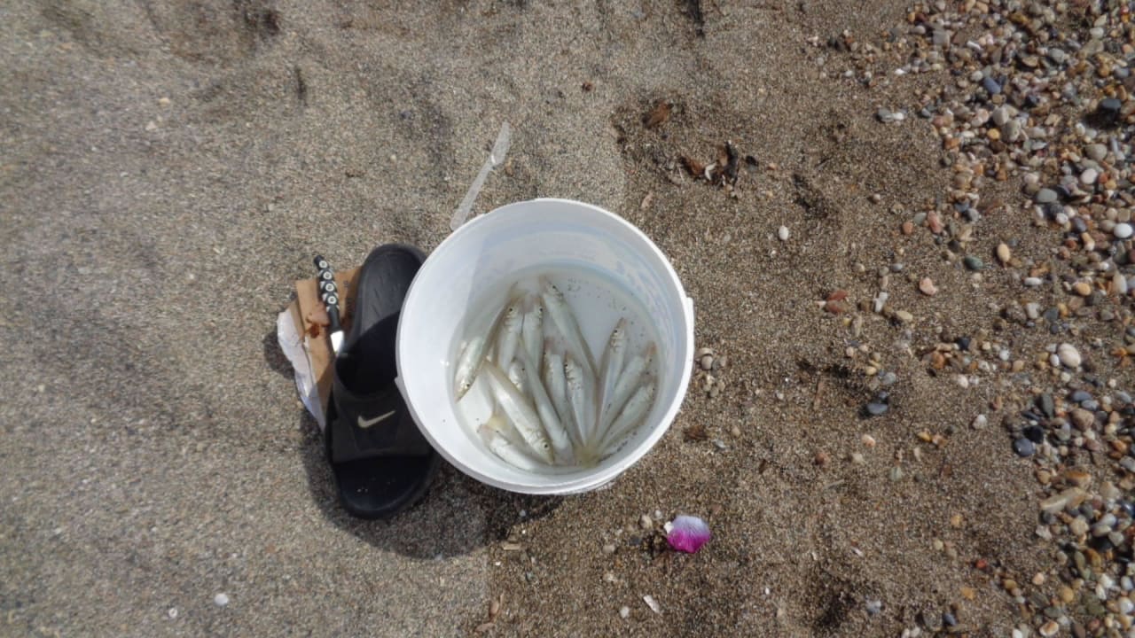 Fische die am Strand gefangen wurden Opia Hotel