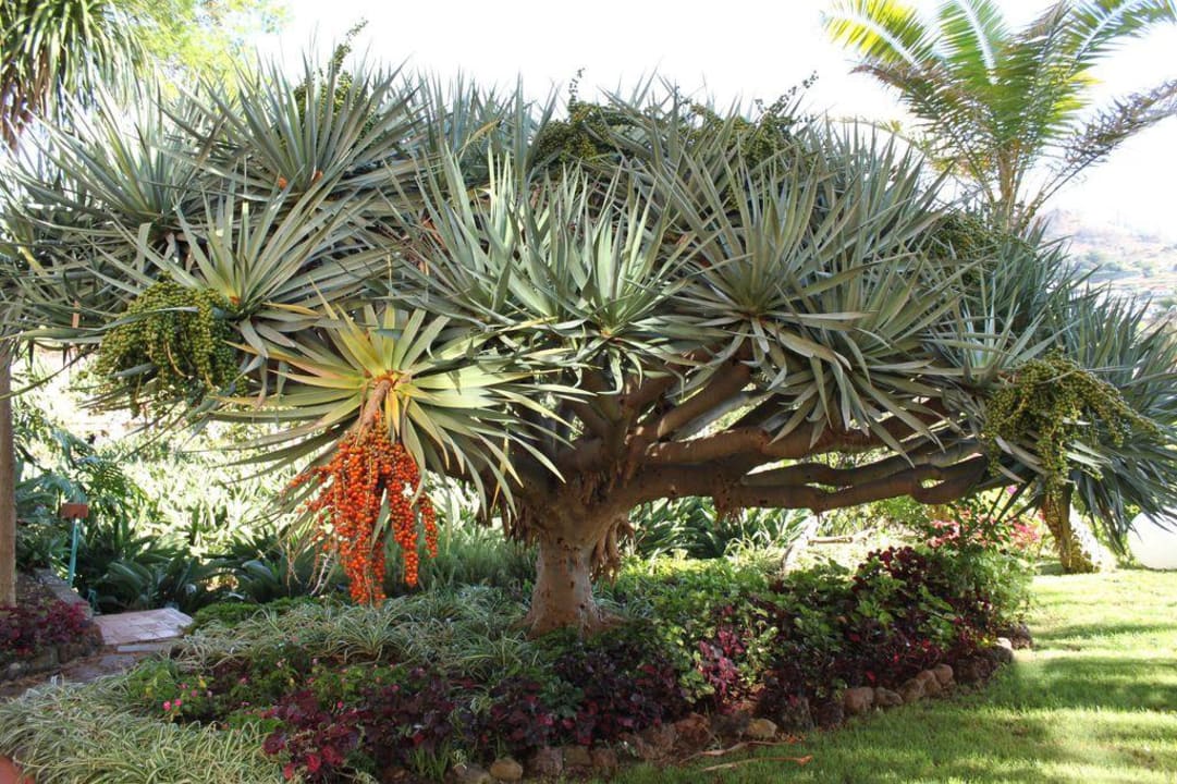 Gartenanlage  Hotel Quinta Splendida Wellness & Botanical Garden