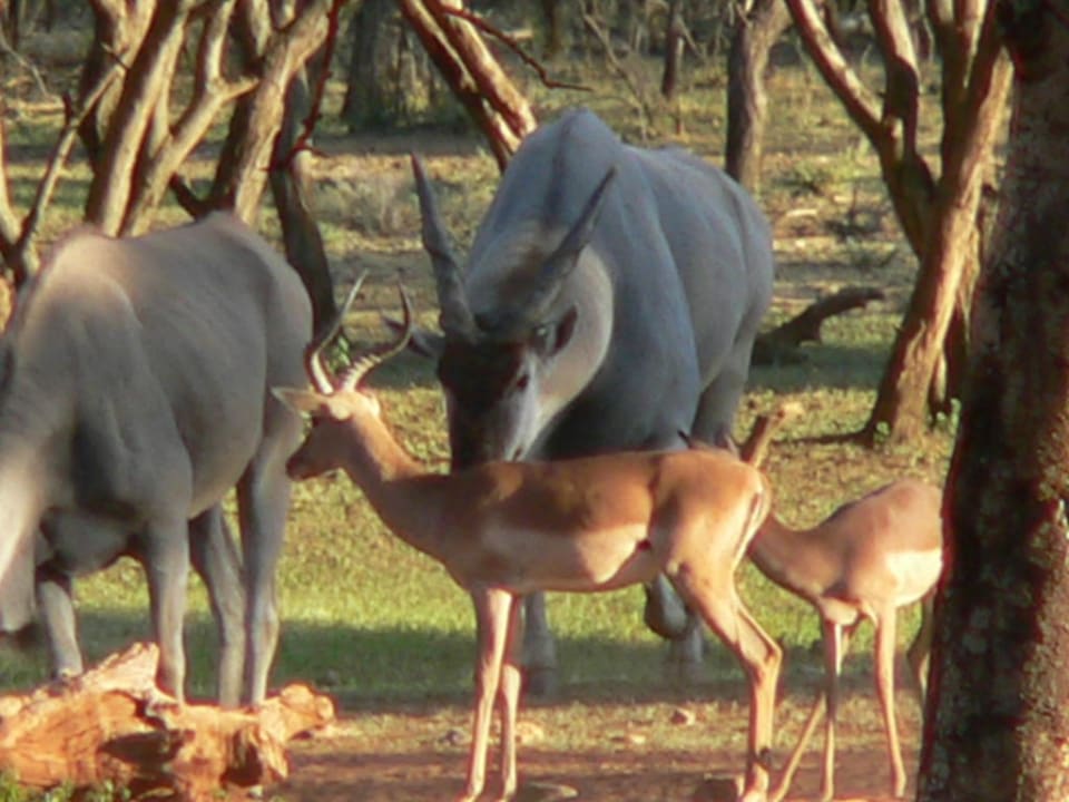 Game at Lodge Ohange Lodge