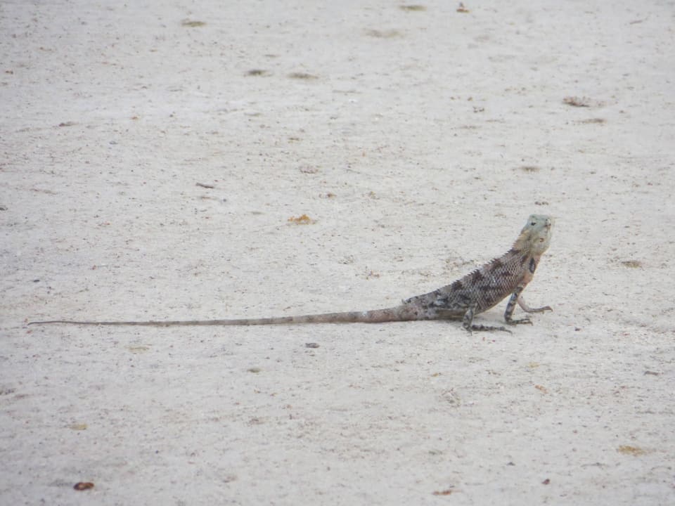 Friedliche Eidechsen überall in der Anlage Adaaran Select Hudhuran Fushi - Premium All Inclusive