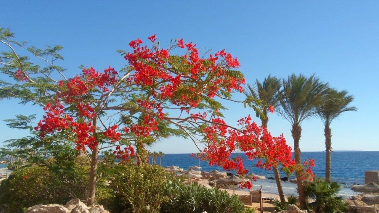 Aussenanlage Pickalbatros Citadel Resort