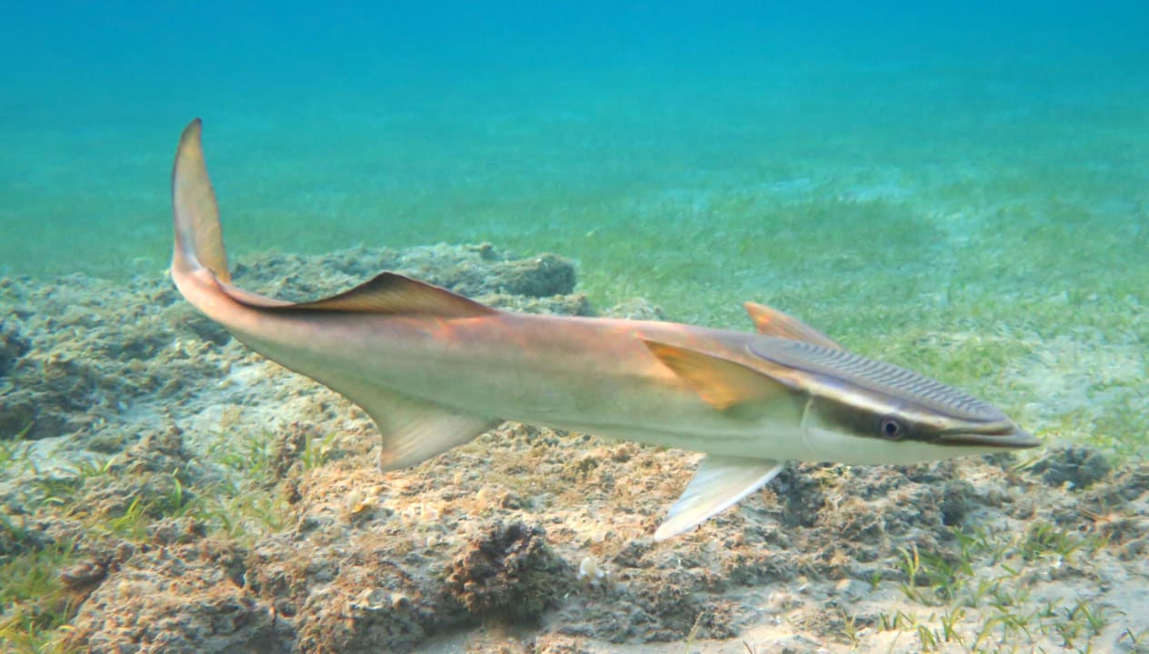 Sport & Freizeit Shams Alam Beach Resort