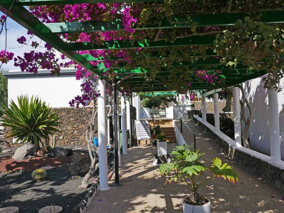 Gartenanlage Apartamentos Guacimeta