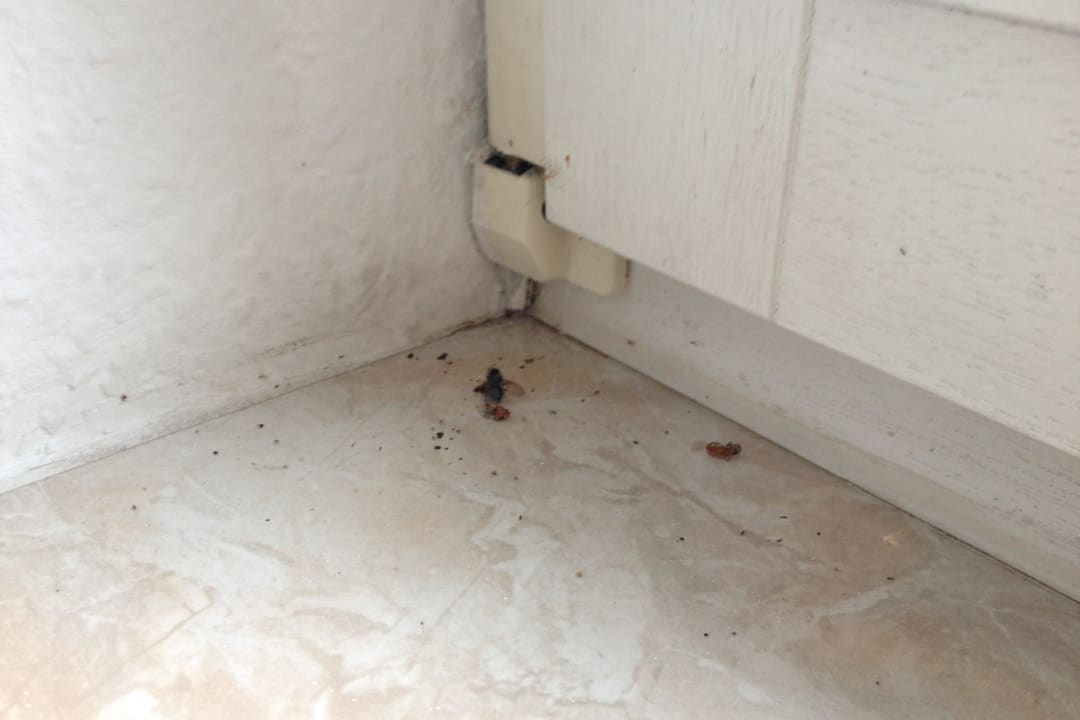 Dreckige Fensterbänke Hotel Flörsheimer Hof