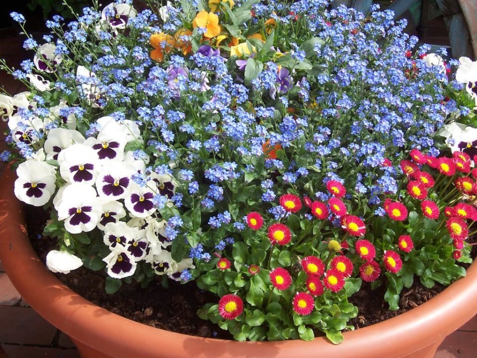 Blumen Das Bergmayr - Chiemgauer Alpenhotel