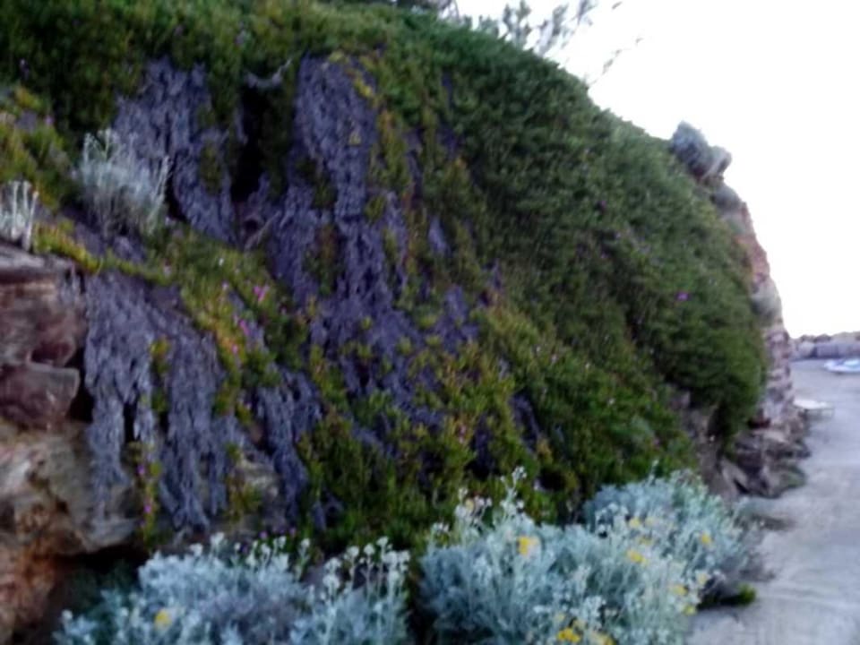 Weg zum Strand Iberostar Selection Creta Marine