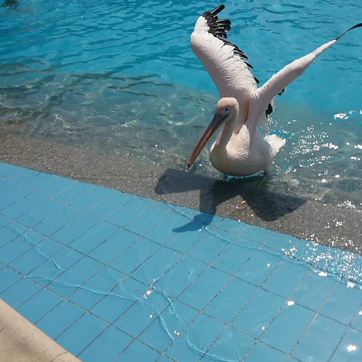 Pool Golden Beach Resort