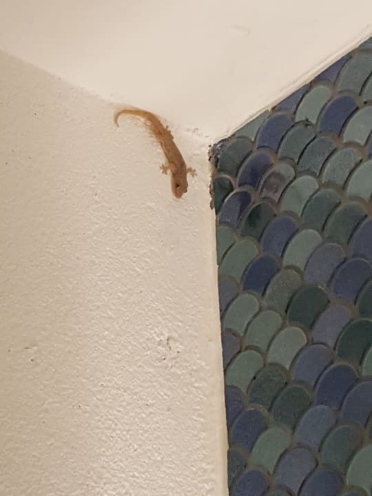 Zimmer Adaaran Select Meedhupparu Island Resort - Premium All Inclusive