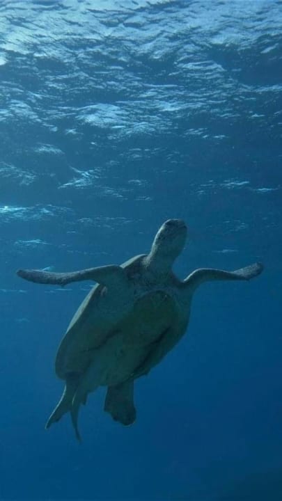 Strand Pickalbatros Sands Hotel - Port Ghalib