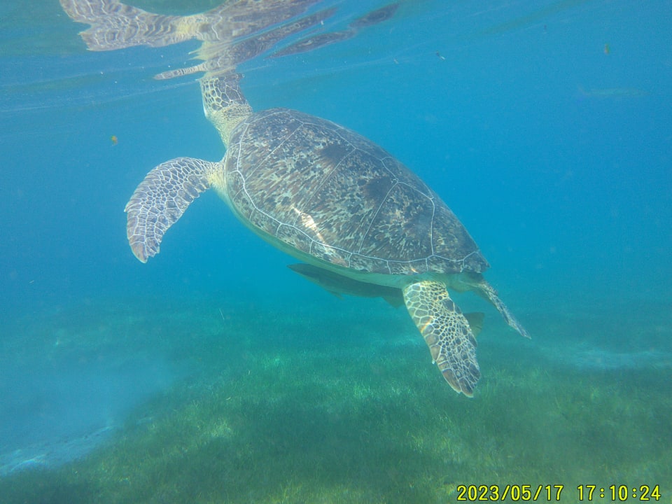 Sport & Freizeit Shams Prestige Abu Soma-Adults Only