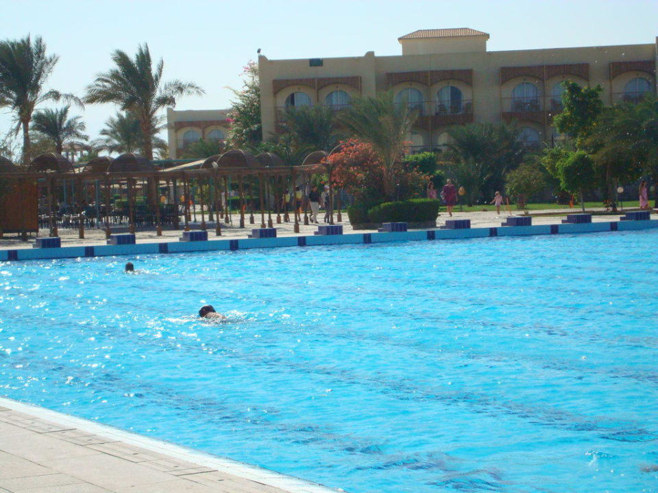 Утренний заплыв Desert Rose