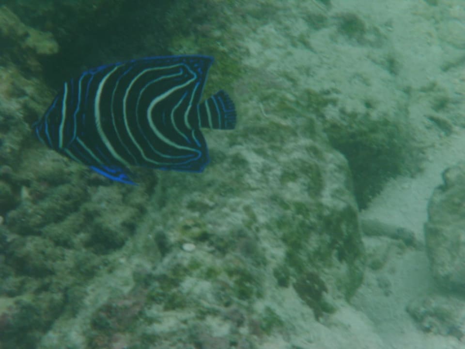 Fisch Adaaran Select Hudhuran Fushi - Premium All Inclusive