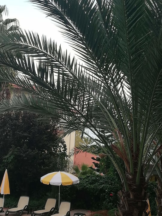 Gartenanlage Hotel Gardenia Beach