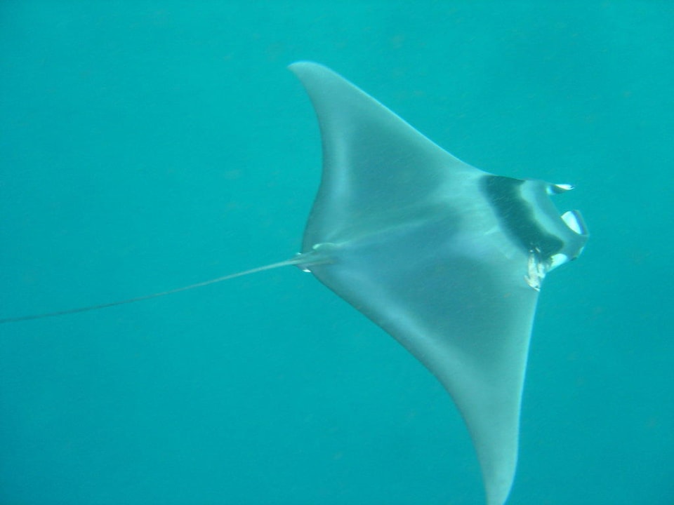 Mantababy Vilamendhoo Island Resort & Spa