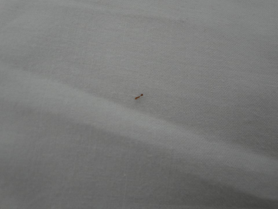 Unsere Freunde die Ameisen im Bett Grand Park Lara Hotel