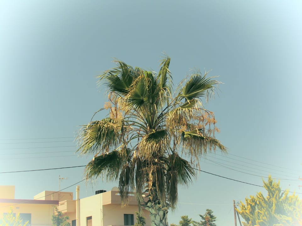 Gartenanlage Hotel Aphrodite Beach Club
