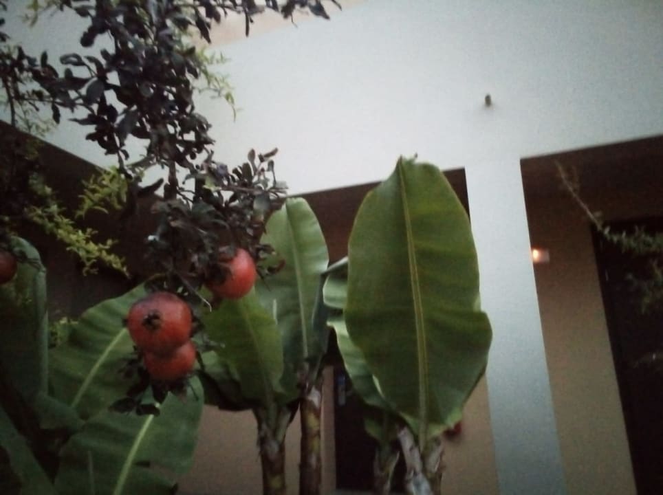 Gartenanlage Astir Odysseus Kos Resort & Spa