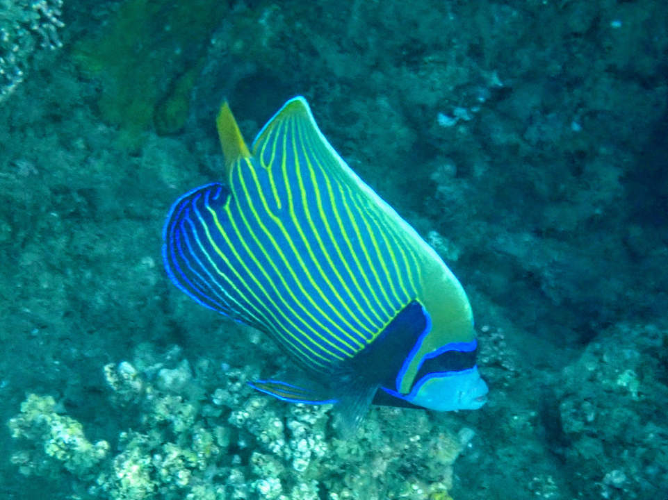 Sport & Freizeit Shams Alam Beach Resort