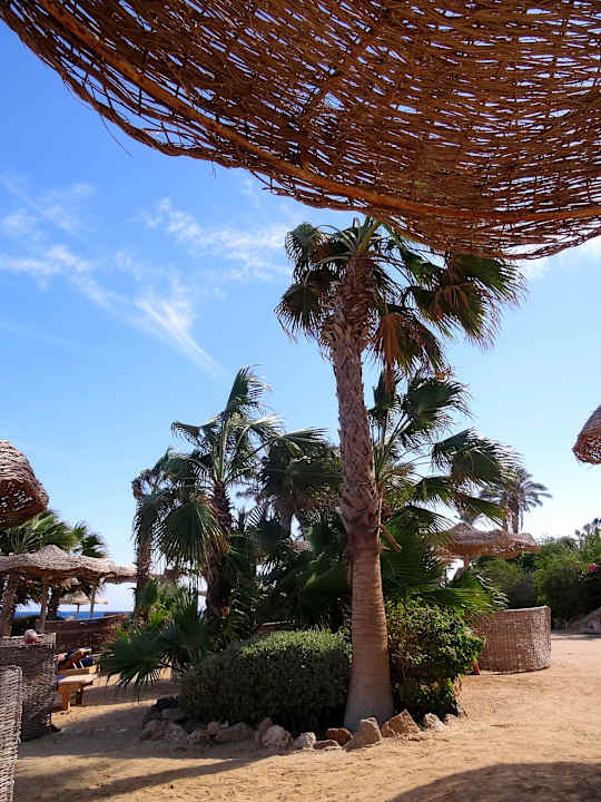 Aussicht Pickalbatros Citadel Resort