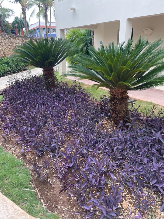 Gartenanlage Hotel Viva Dominicus Beach by Wyndham - All Inclusive Resort