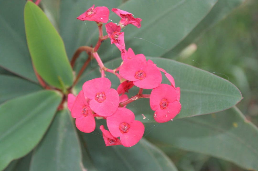 Ogród Hotel Amboseli Sopa Lodge